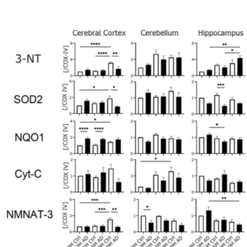 Study reveals likely link between mitochondrial dysfunction and age-dependent cognitive disorders