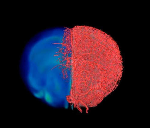 Making the invisible visible: A clearer ‘picture’ of blood vessels in health and disease thanks to new imaging approach