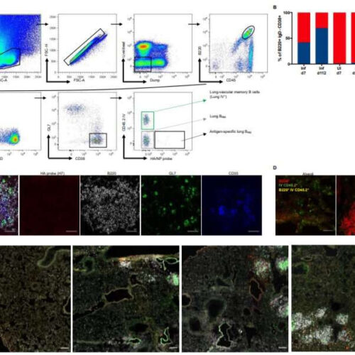 Stowaway B cells in the lungs bear the blueprint to fight the flu, and possibly other viral infections