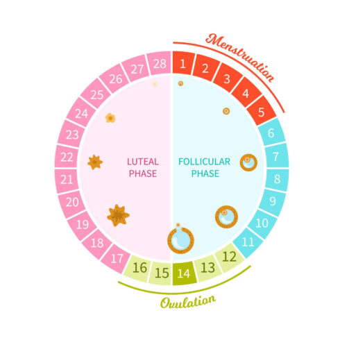 Do COVID-19 vaccinations increase the length of the menstrual cycle?