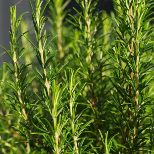 Compound in the herb rosemary may be useful against COVID-19 and other inflammatory diseases