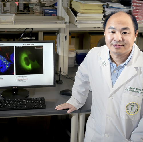 Researchers identify protein complex critical in helping control cell death