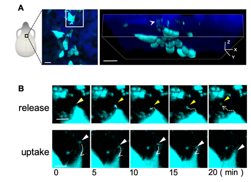 Make no bones about it: How our bodies shift between making bones and breaking them down