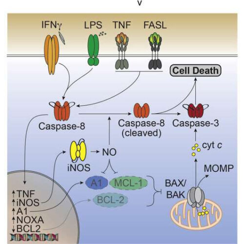 Molecular ‘culprit’ caught driving cell death and inflammation