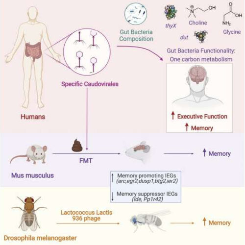 Gut bacteriophages associated with improved executive function and memory in flies, mice and humans