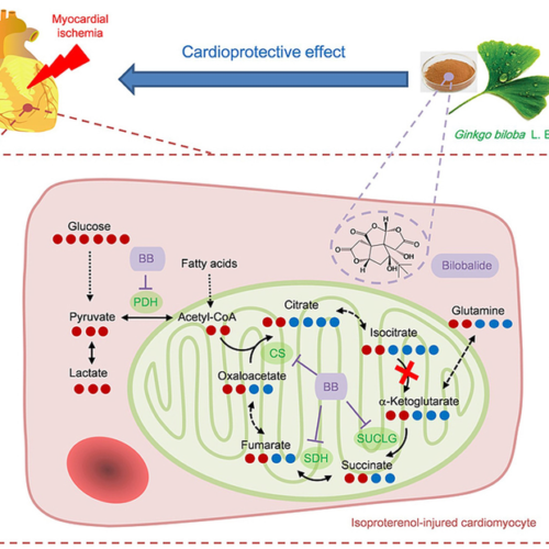 Herbs that protect the heart: Bilobalide reduces cardiac damage in myocardial ischemia, says new study in Journal of Pharmaceutical Analysis