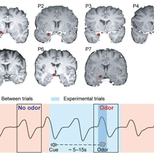 Olfactory processing in three distinct neural waves