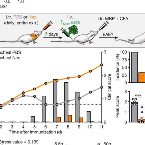 The lung’s microbial flora regulates the brain’s immune reactivity