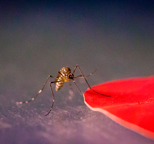 Mosquitoes are seeing red: These new findings about their vision could help you hide from these disease vectors