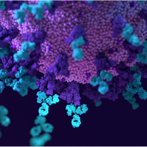 Novel ACE2-blocking antibody protects against all SARS-CoV-2 VOCs