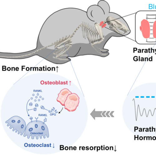 Optogenetic control of parathyroid hormone secretion to prevent bone loss