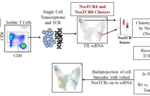 Gene expression profile allows identification of anti-tumor immune cells for personalized immunotherapy