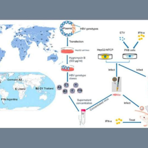 Advancement in hepatitis B cell lines a step forward in discovering new treatments