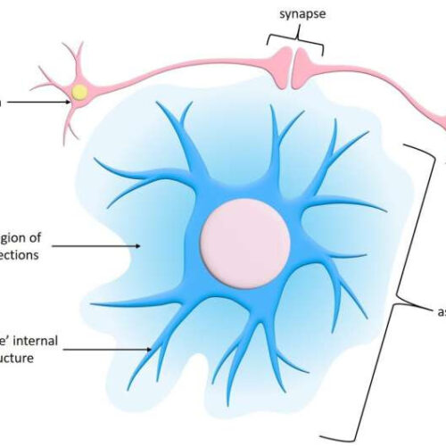 Star-like brain cells display unique activity patterns