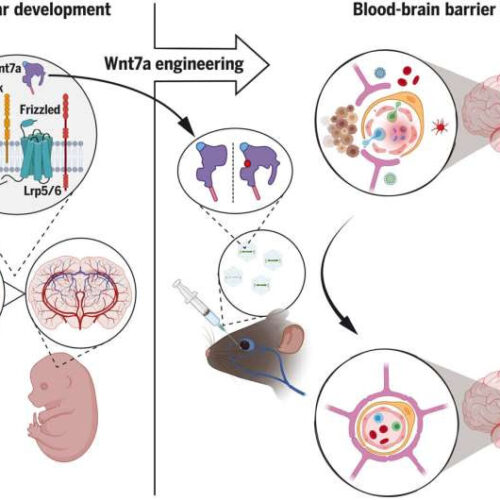 Understanding the molecules and brain circuits recruited by stressful experience