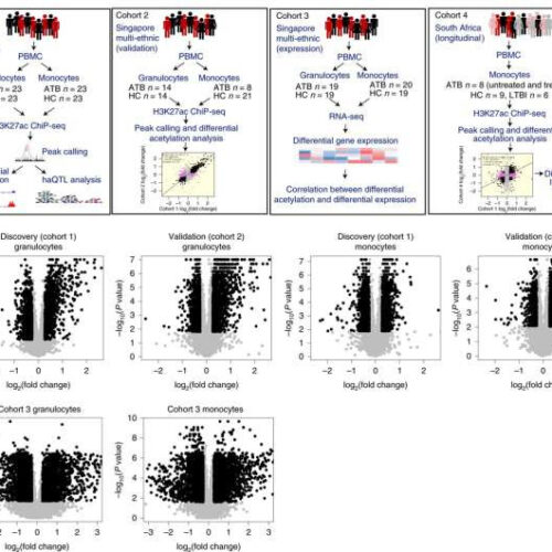 Analysis of DNA reveals weapons used by our immune cells to fight tuberculosis