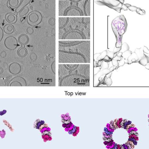 Immune system uses pore-forming protein to kill unwanted cells