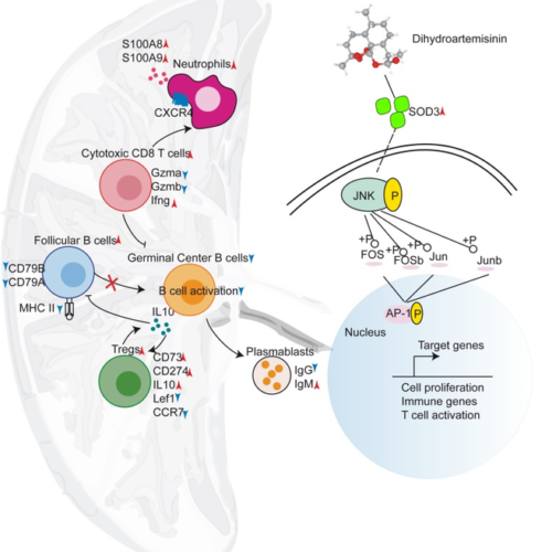 Dihydroartemisinin regulates splenic immune cell heterogeneity through SOD3-JNK-AP-1 Axis