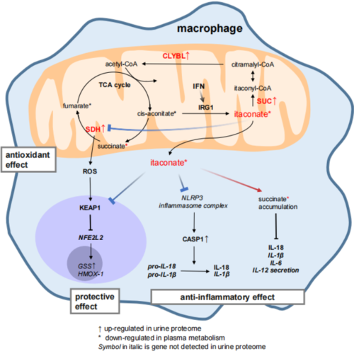 Urinary proteomics identified alternation of an enzyme that consumes itaconate in the TCA cycle and implicated a role of itaconite as an immune modulating metabolite in COVID-19