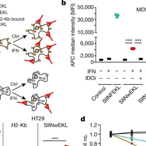 Cancer cells found to replace depleted tryptophan using phenylalanine substitutants