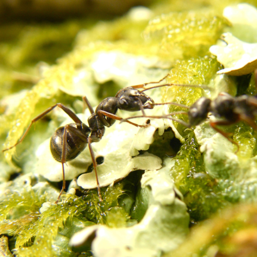 Ants can “sniff out” cancer!