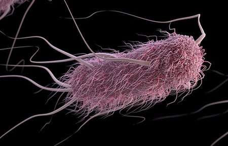 Researchers develop sound-controlled bacteria to fight cancer