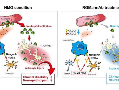 Fighting friendly fire with fire: An antibody for treating neuromyelitis optica