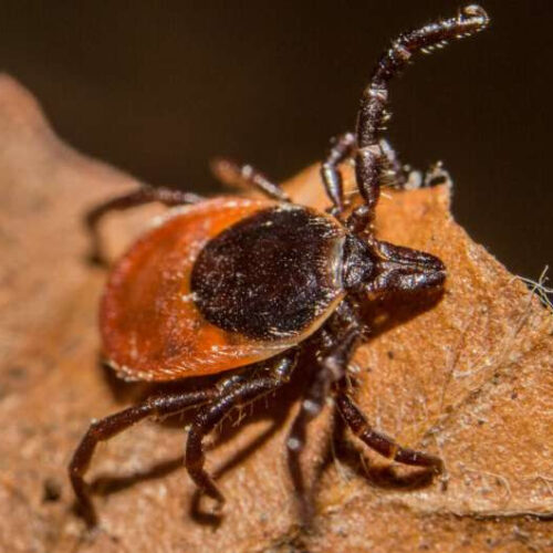 A potential new test for diagnosing Lyme disease