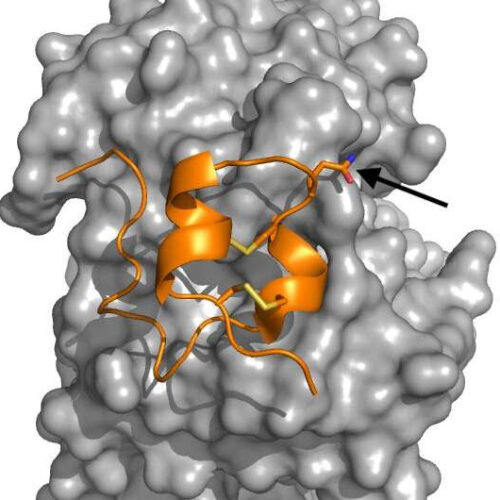 New study confirms bioengineered RSV protein vaccine evokes protective immune response
