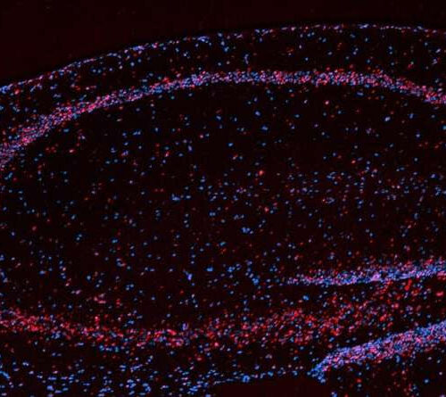 Long-suspected turbocharger for memory found in brain cells of mice