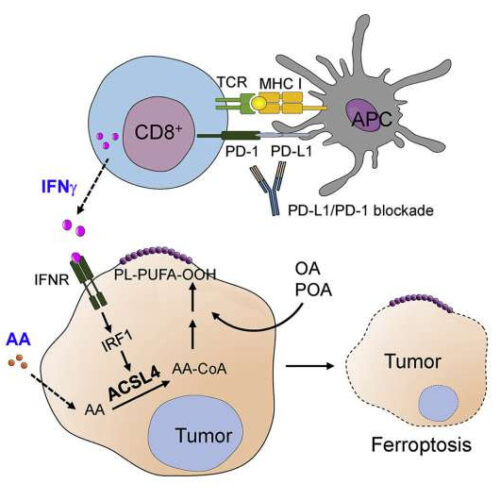 Researchers find natural mechanism to sensitize cancer to immunotherapy