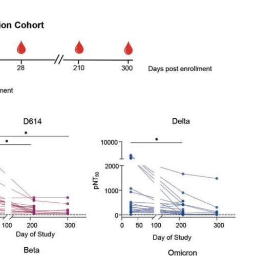 The secret’s in the spikes: Exploring omicron’s ability to escape antibodies