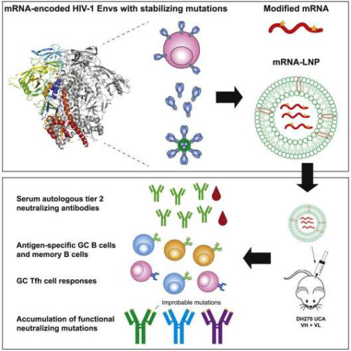 Study shows mRNA vaccine technology can be used for HIV vaccines