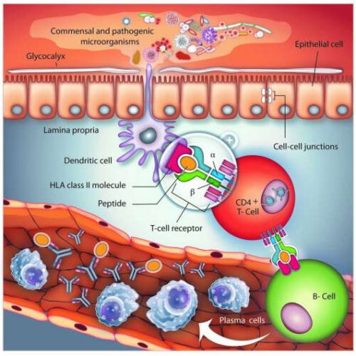 Immune responses in chronic inflammatory bowel diseases