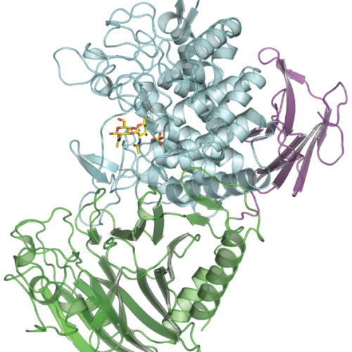 Bacterial enzyme makes new type of biodegradable polymer