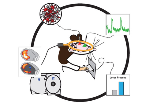 Hybrid neuroscience connects the dots for a big picture of the brain