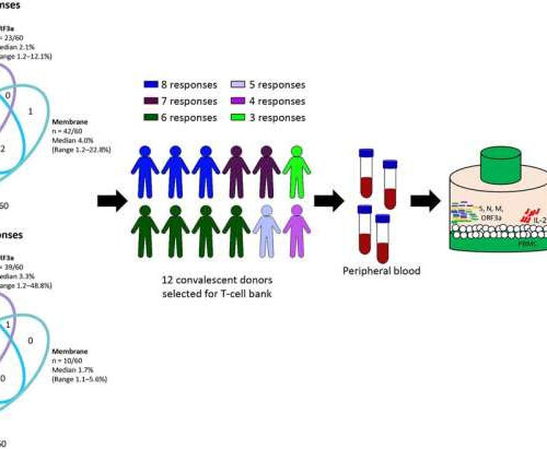 Potential new COVID-19 immunotherapy could protect the vulnerable