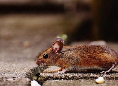 GlyNAC supplementation extends life span in mice