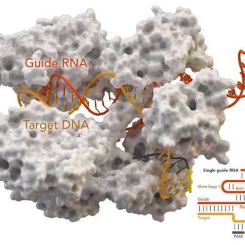 Team develops new process for evaluating impacts of gene edits that alter rather than ‘knock out’ DNA code