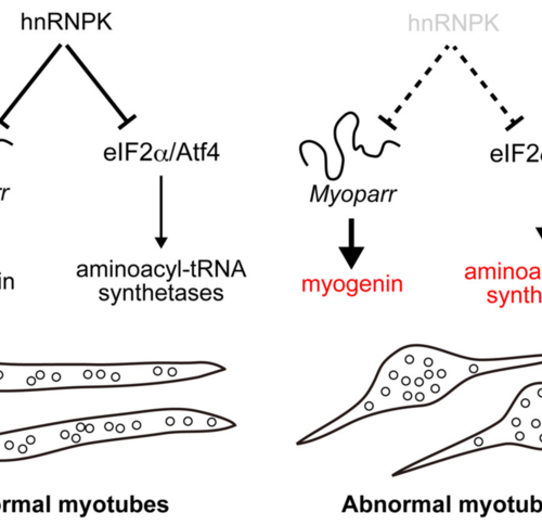 New study discovers novel inhibitory roles of hnRNPK in skeletal muscle cell differentiation