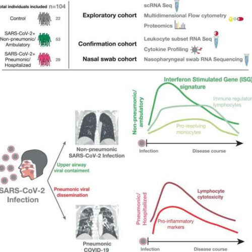 How immune defenses are able to curb coronavirus and prevent pneumonia