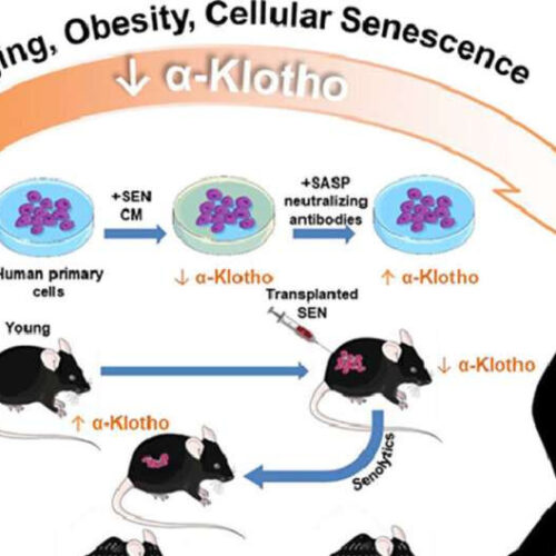 Senolytic drugs can boost key protective protein against certain diseases and aspects of aging