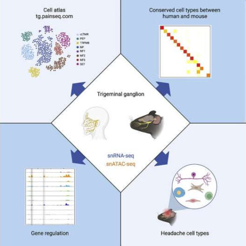 Atlas of migraine cell types sheds light on new therapeutic targets