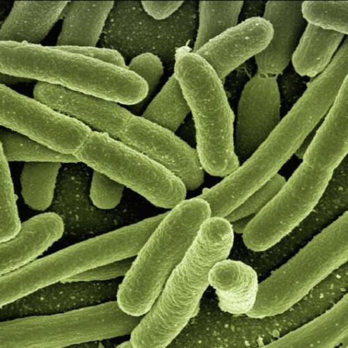 Scientists develop synthetic antibiotics that could save millions of lives