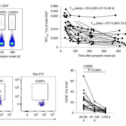 Vaccine-induced T cells provide long-lasting immune response to COVID-19