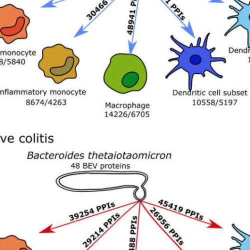 Deciphering gut microbiome ‘chatter’ to combat IBD