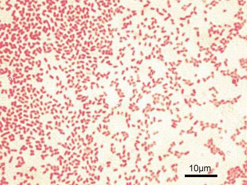 New study shows pathogen and drug working together to fight fungal lung infection