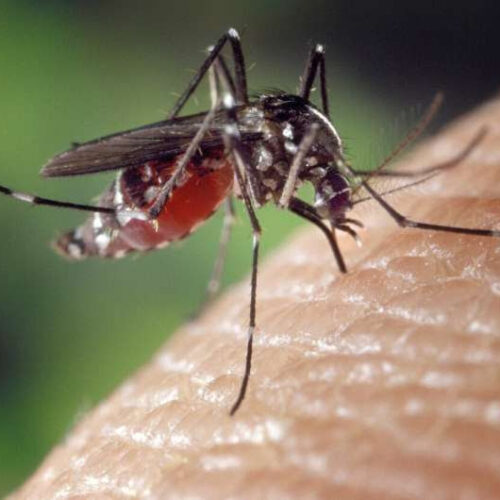 How to mosquite-proof your property after a flood and cut your risk of disease