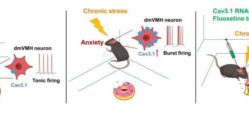 Neuronal mechanism that controls anxiety-like behavior and energy expenditure