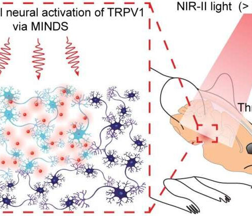 Researchers control brain circuits from a distance using infrared light